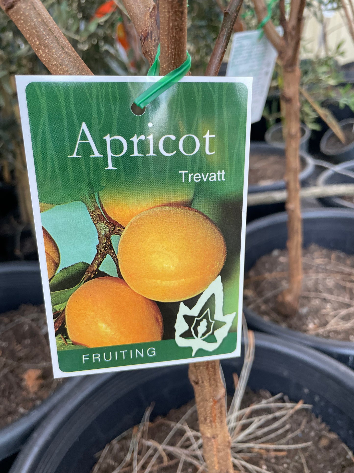 Apricot trevatt(stone fruit)