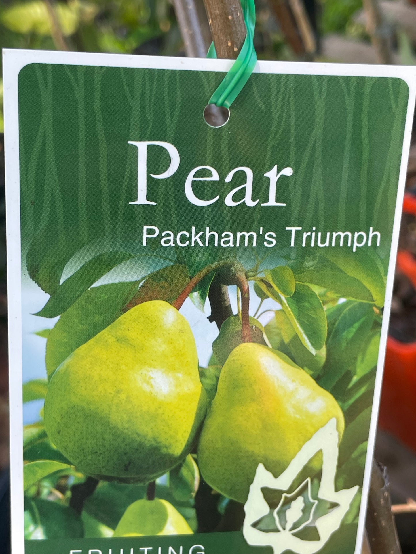 Pears Packham’s Triumph (stone fruit)