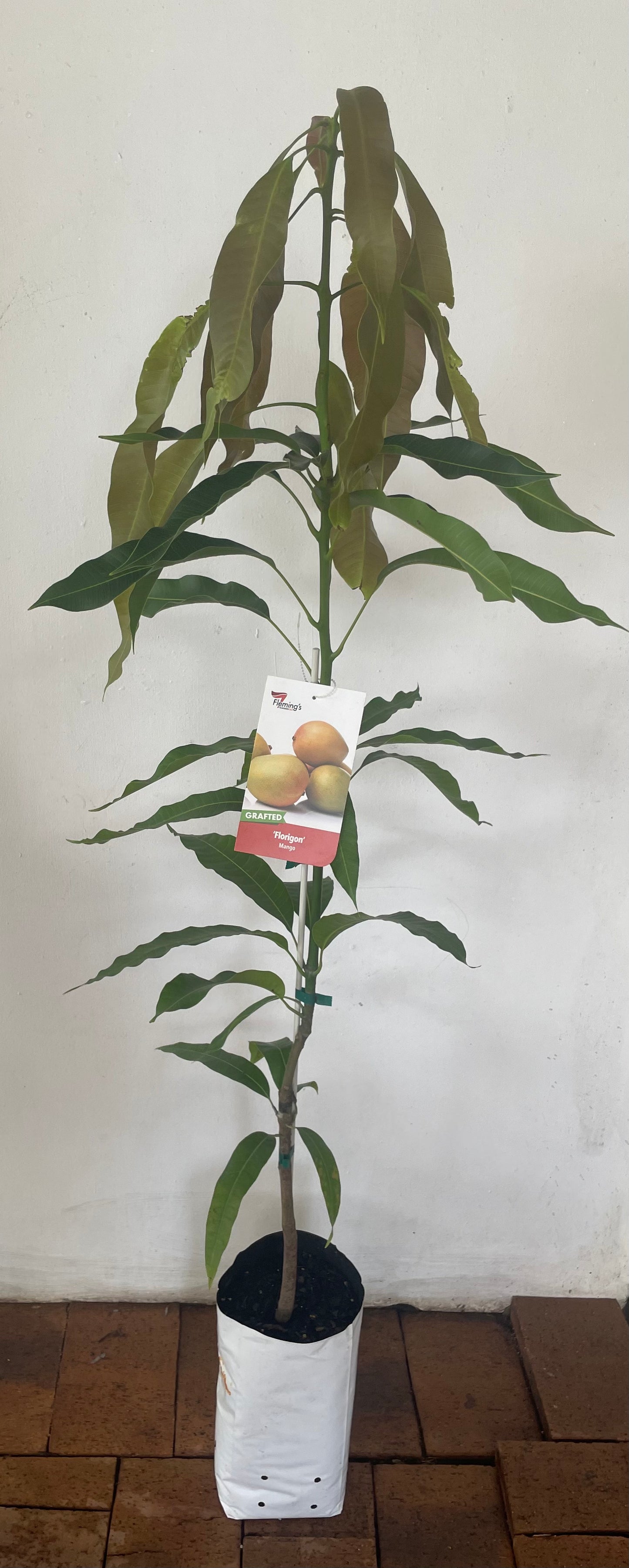 Mango Florigon (tropical fruit)