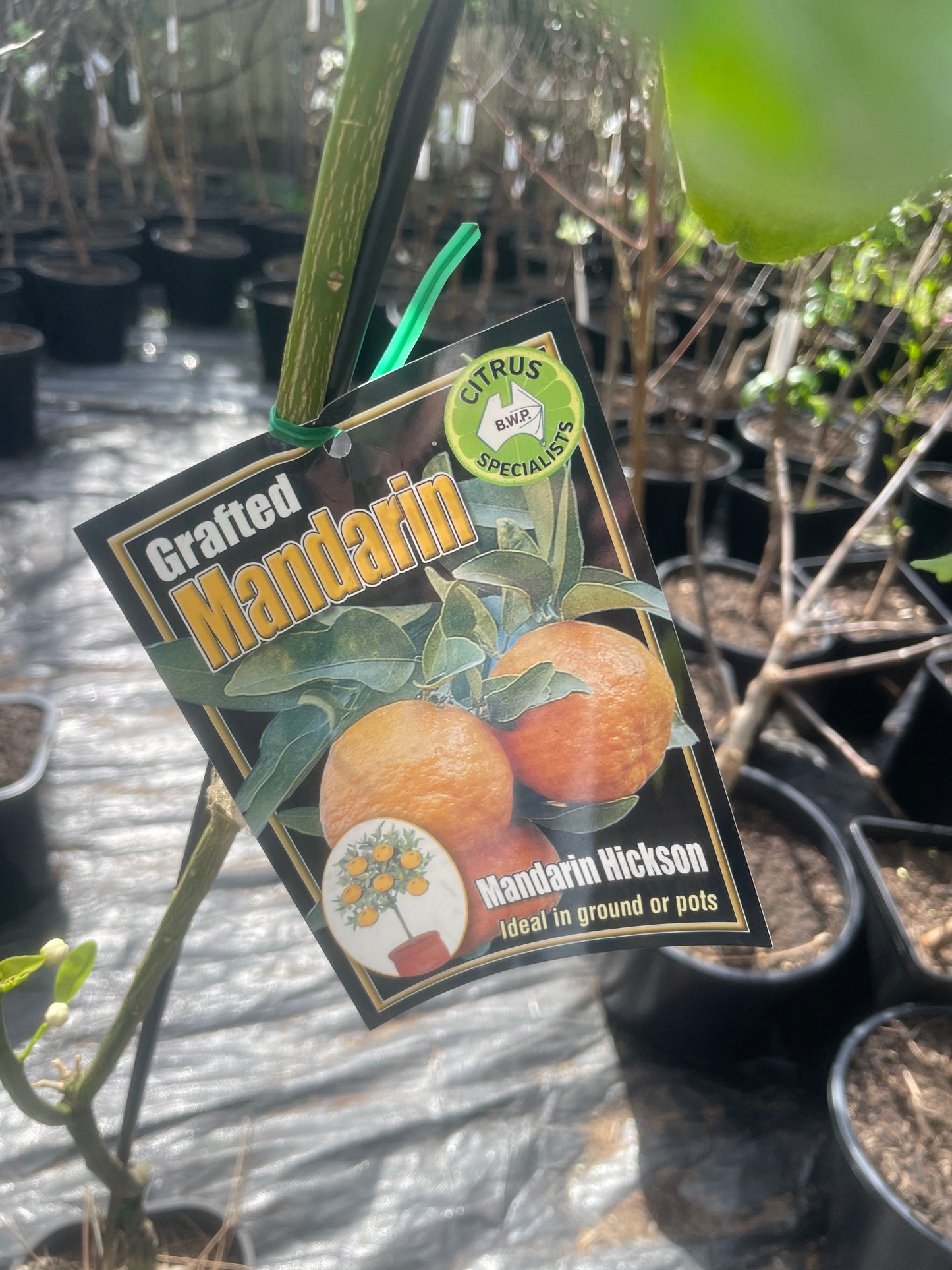 Hickson Mandarins (citrus)