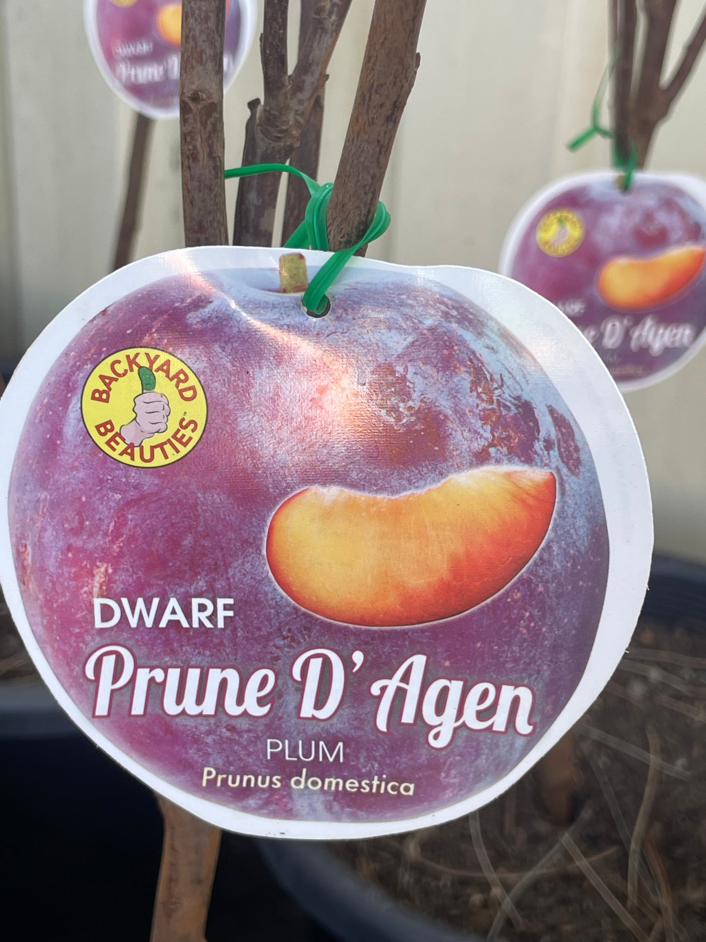 Dwarf plum D’Agen (stone fruit)