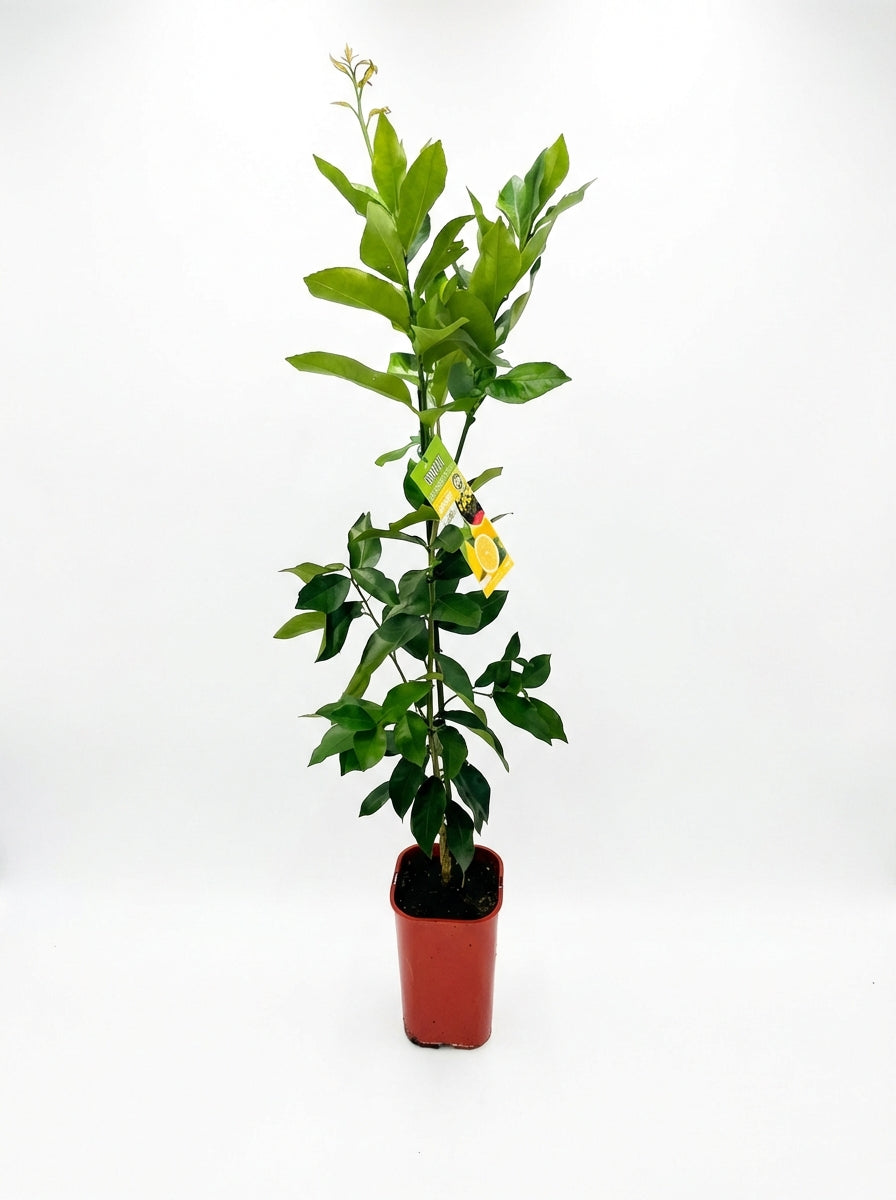 Dwarf Lisbon Lemon(citrus)