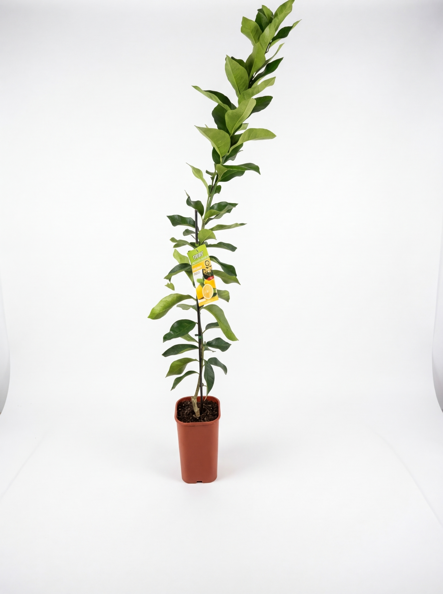 Dwarf Myer lemon tree