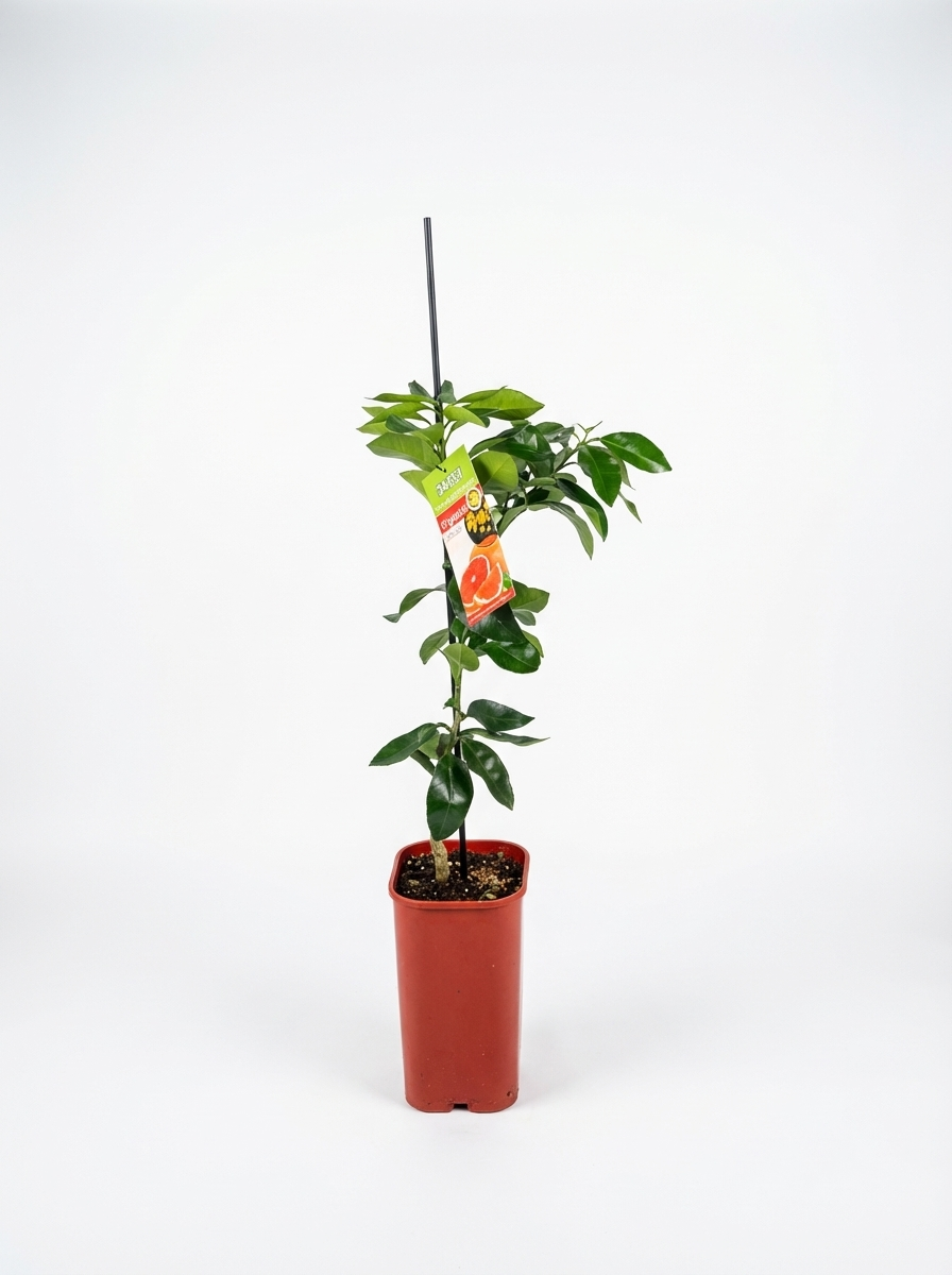 Dwarf Rio Red Grapefruit(citrus)