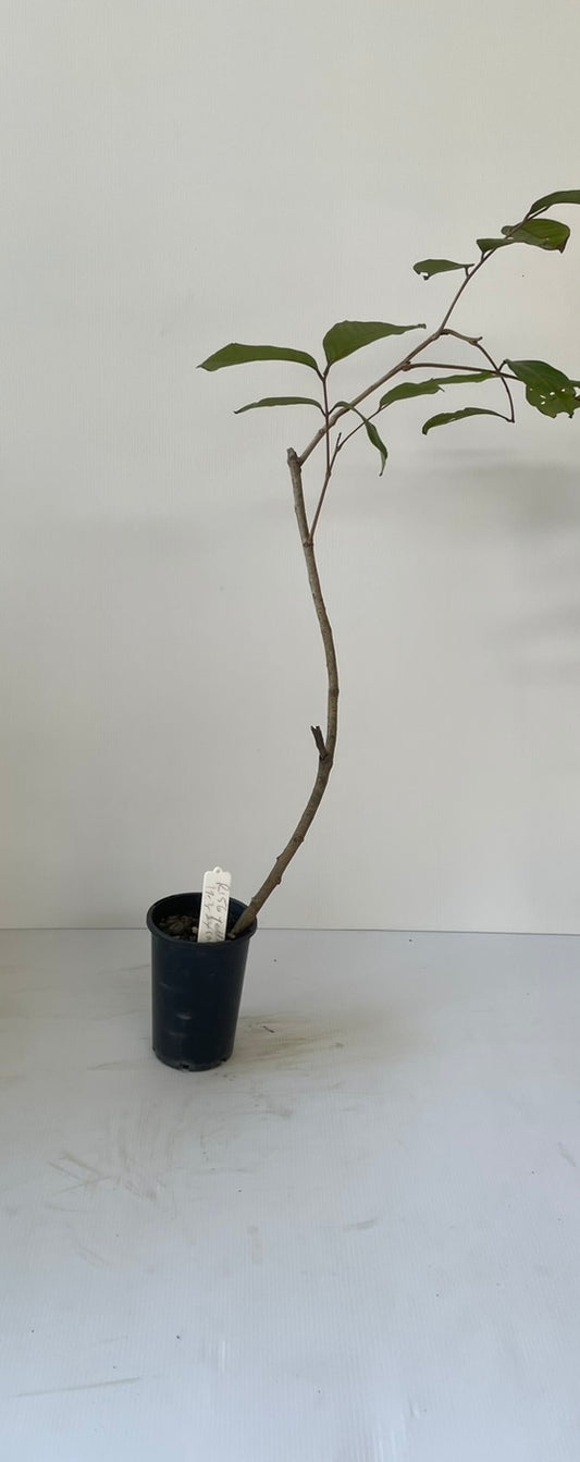 Yellow rambutan marcot Tree (tropical tree)