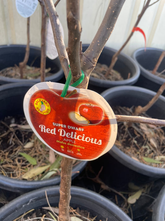 Super Dwarf Apple Red Delicious (stone fruit)