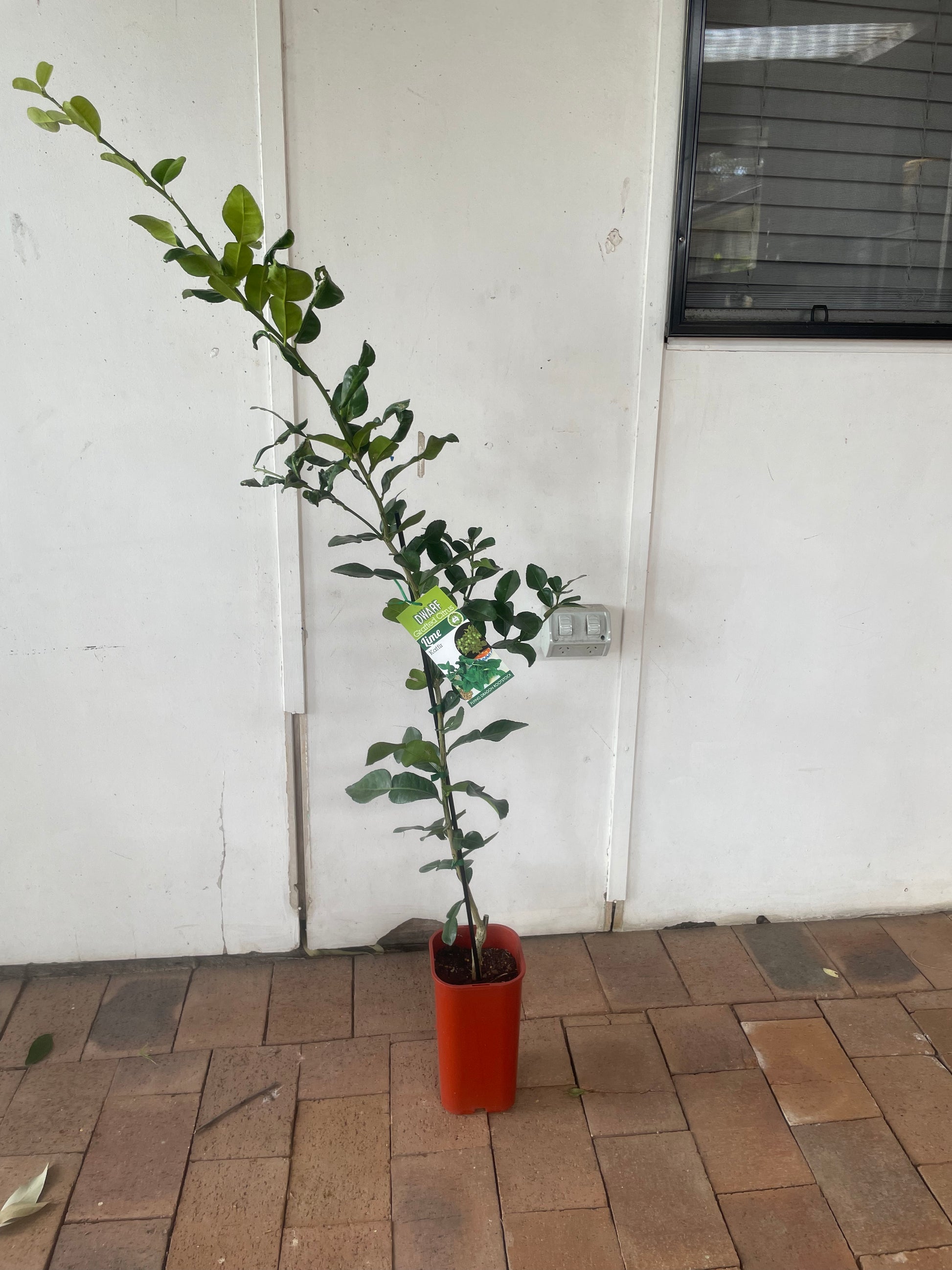 Dwarf Kaffir Lime(citrus)