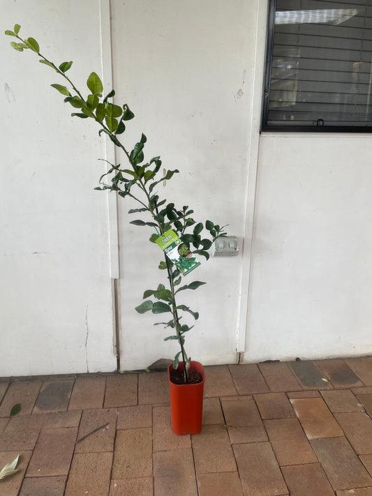 Dwarf Kaffir Lime(citrus)