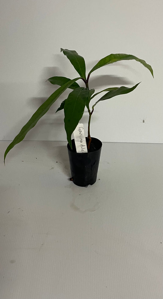 Garcina dalcis (tropical plants)