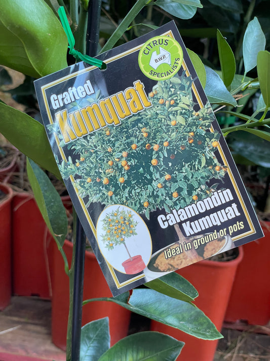 Calamondin (citrus)