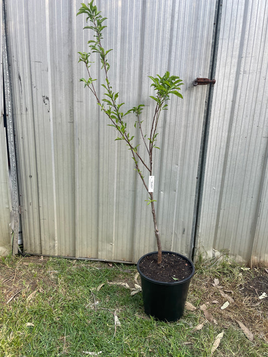 Plum Donsworth