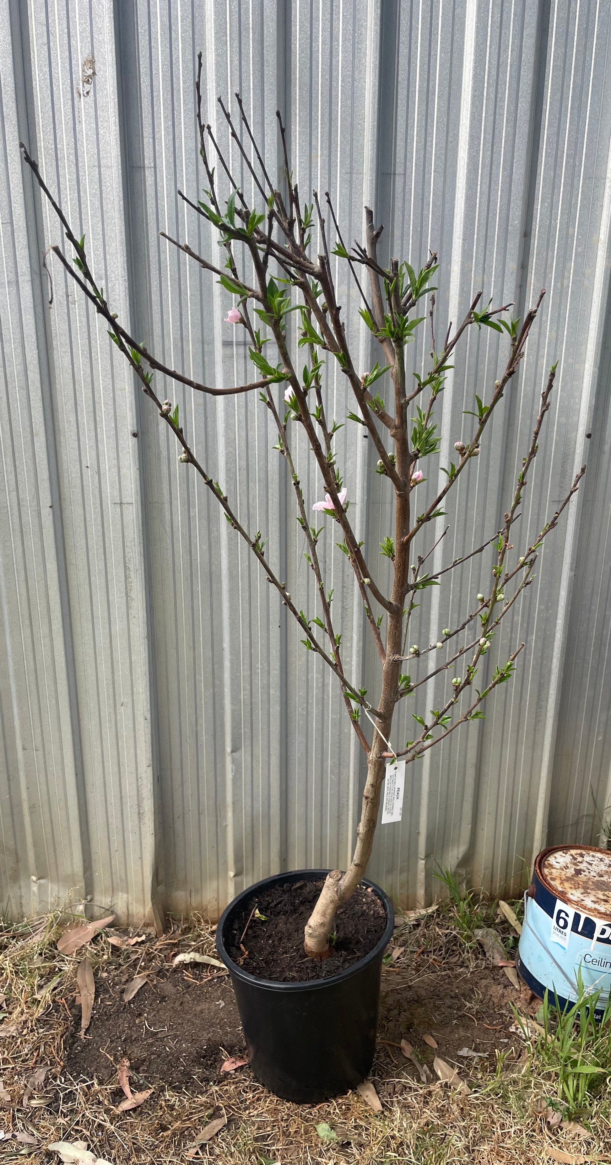 Pleach peach x cherry hybrid tree
