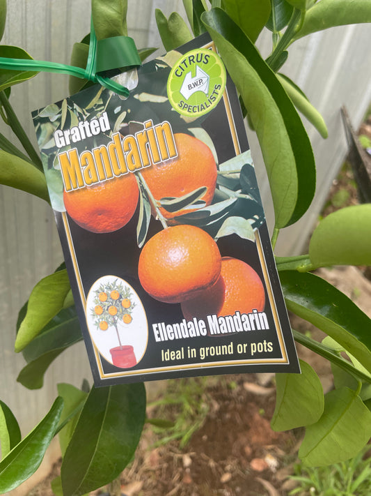 Ellendale Mandarins (citrus)