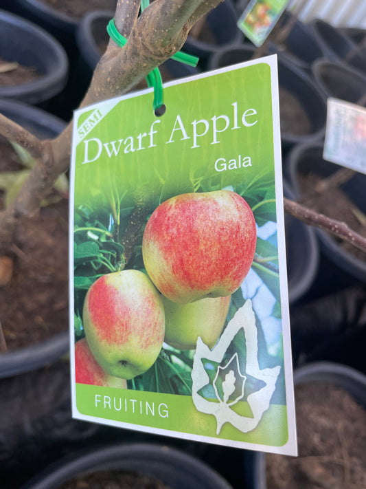 Semi Dwarf Apple Gala(stone fruit)