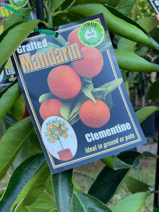 Clementine (citrus)