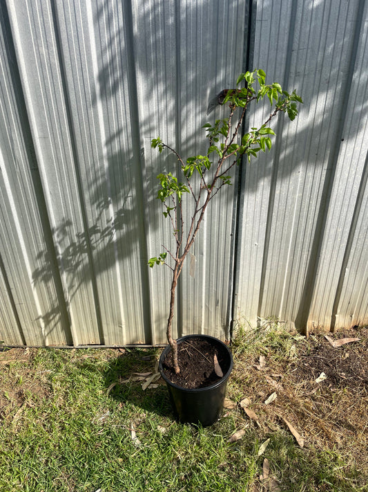 Apricot Moorpark