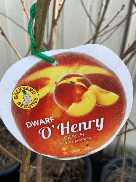 Dwarf peach O’Henry( stone fruit)