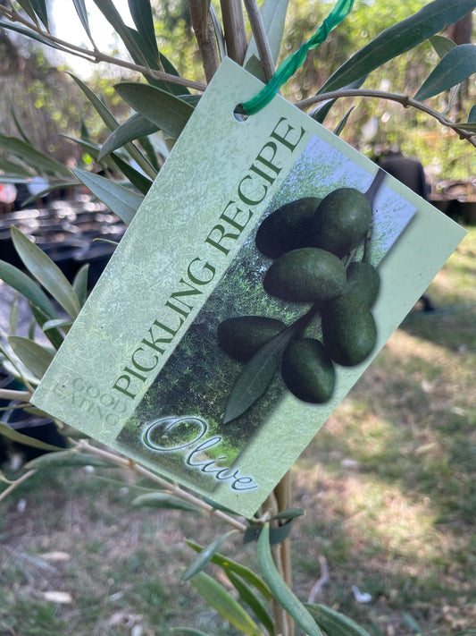 Olive Arbequina