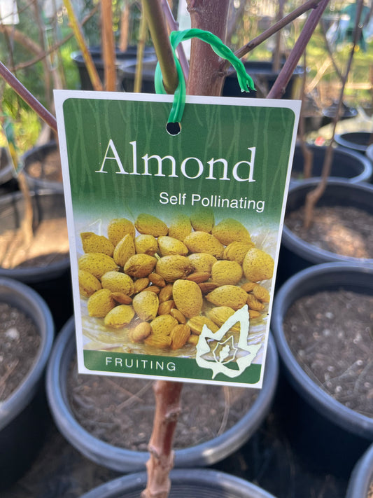 Almond Self Pollinating