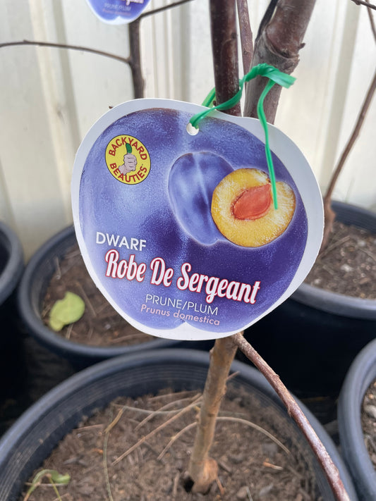 Dwarf prune Robe De Sergeant (stone fruit)