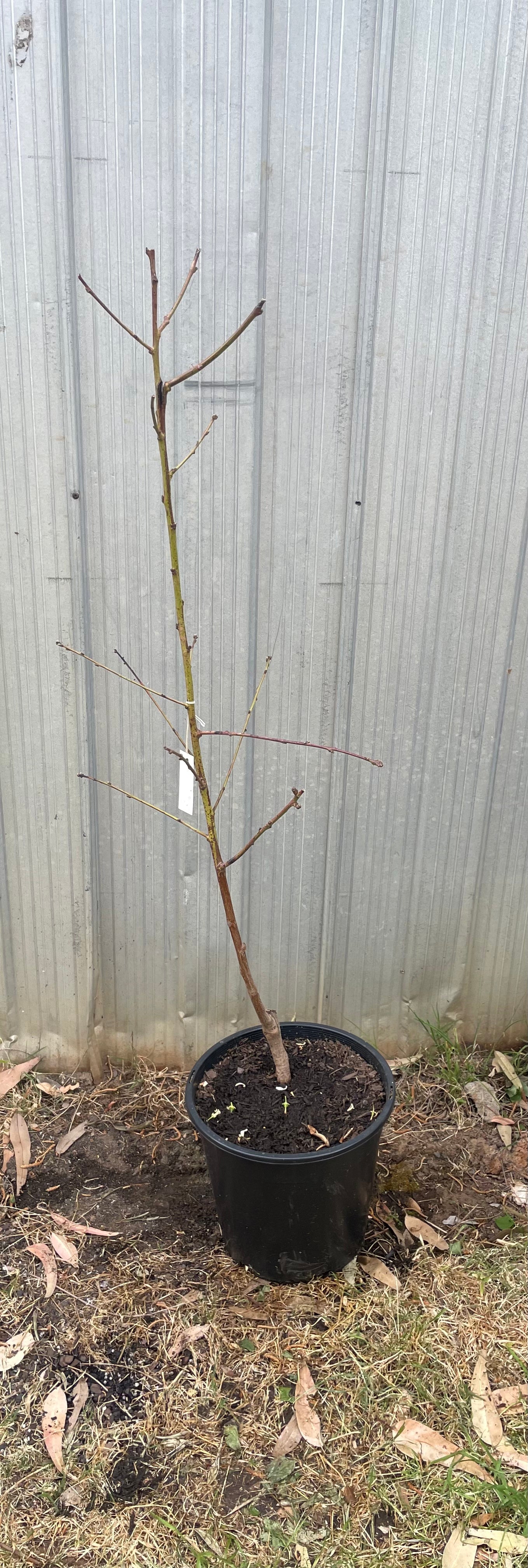 Briggs Red May peach