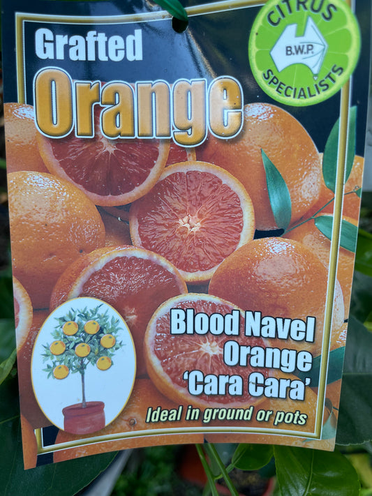 Cara Cara Blood Navel Oranges (citrus)