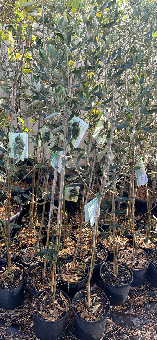Grafted Kalamata olive tree