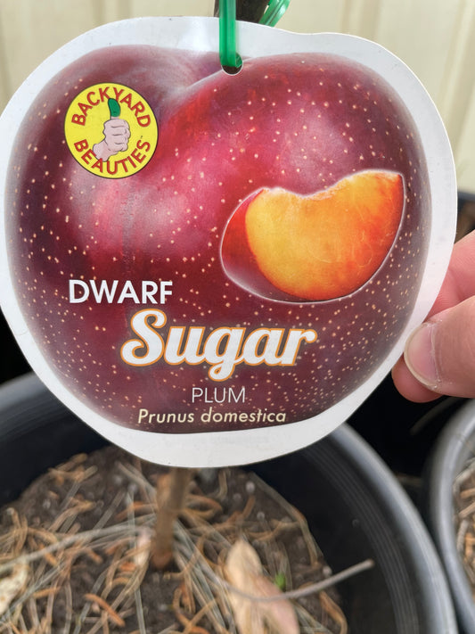Dwarf plum Sugar (stone fruit)