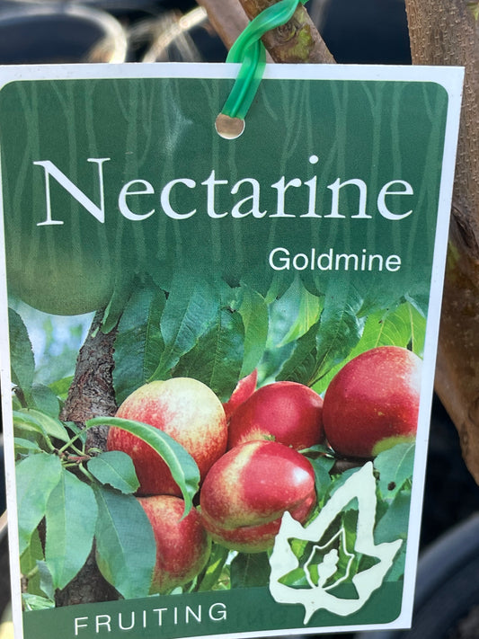 Nectarine Goldmine(stone fruit)