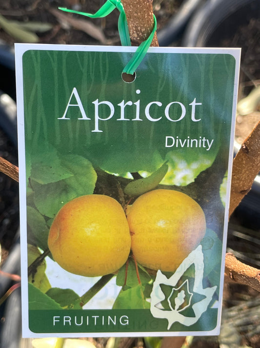 Apricot Divinity(stone fruit)