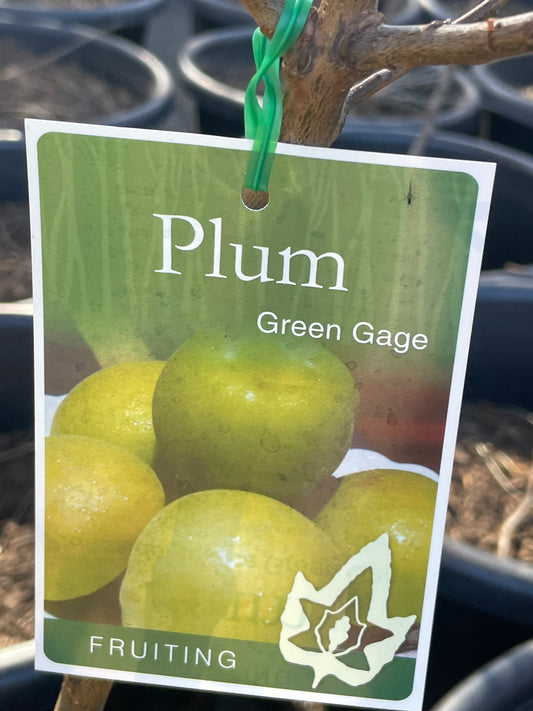 Plum Green gage(stone fruit)