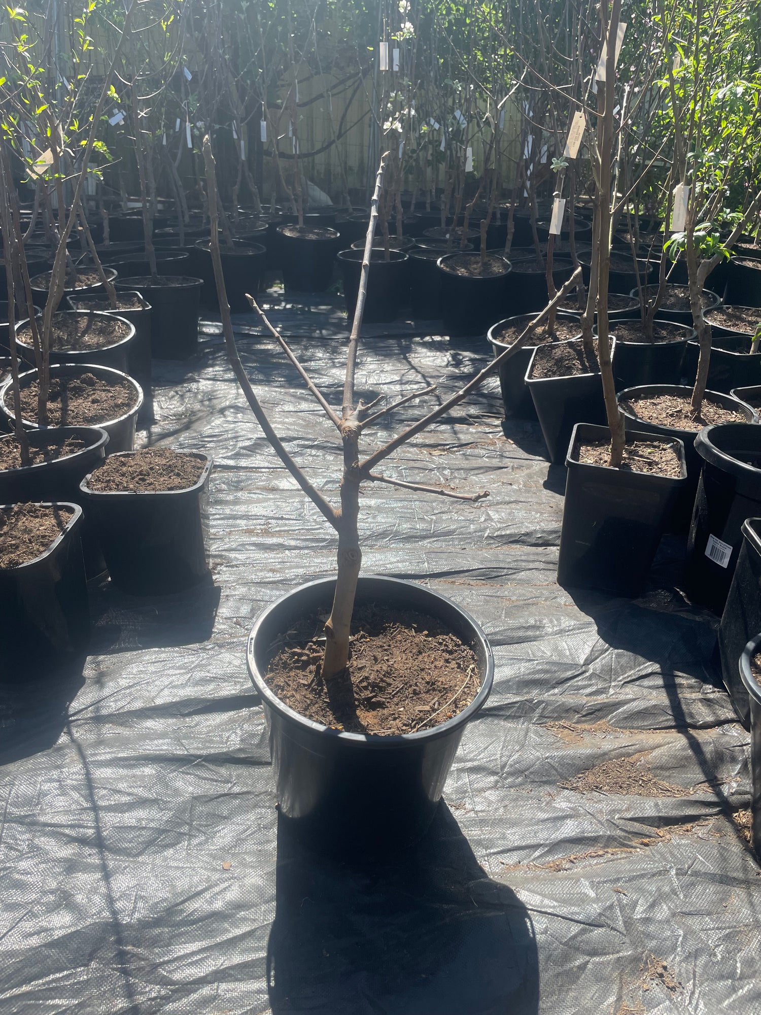 Fig Preston prolific (fig)