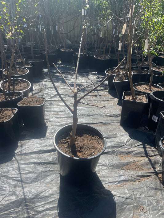Fig Preston prolific (fig)