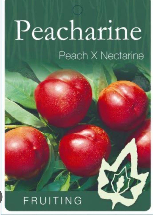 Peacherine