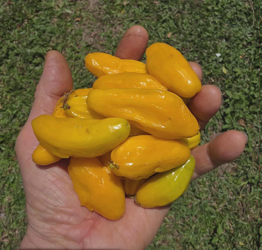 Banana pitangatub -Eugenia anthropophaga (tropical fruit)