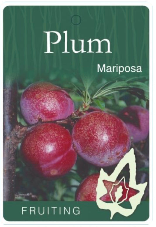 Plum Mariposa (stone fruit)