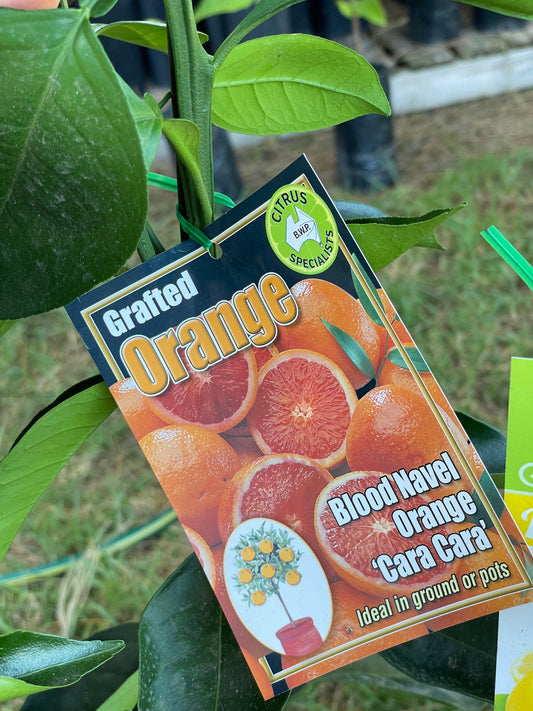 Blood Orange tree (citrus )