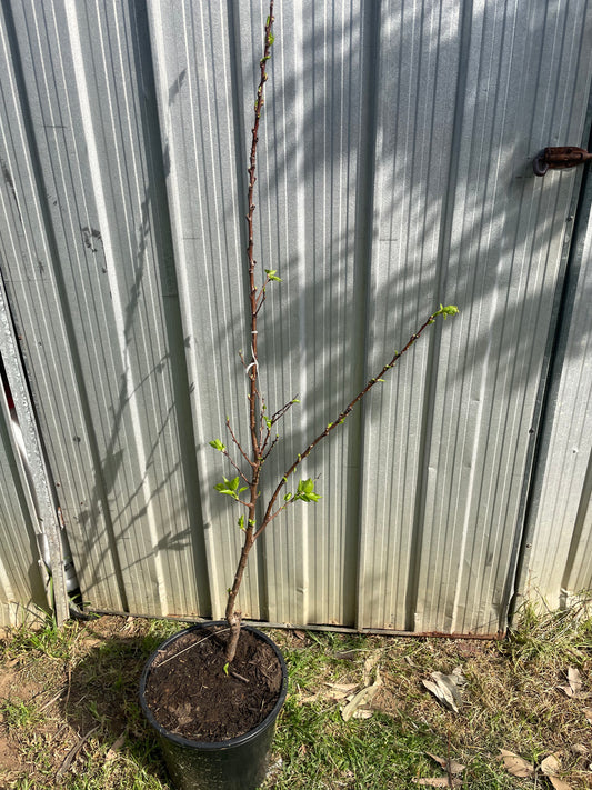 Apricot Tilton