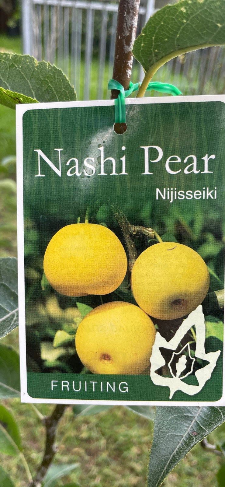 Nashi pear Nijisseiki (pome fruit)