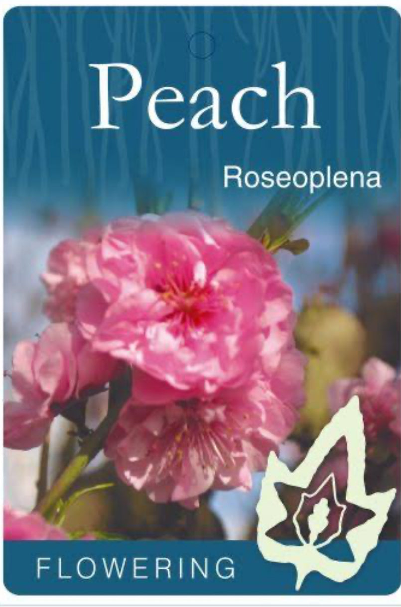 Pink Roseoplena flowering peach [Bare rooted]