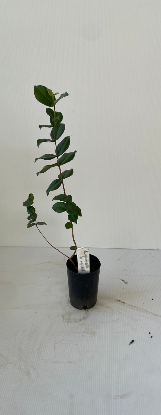 Pitangatuba-Eugenia selloi Seedling  Tree (tropical Fruit)