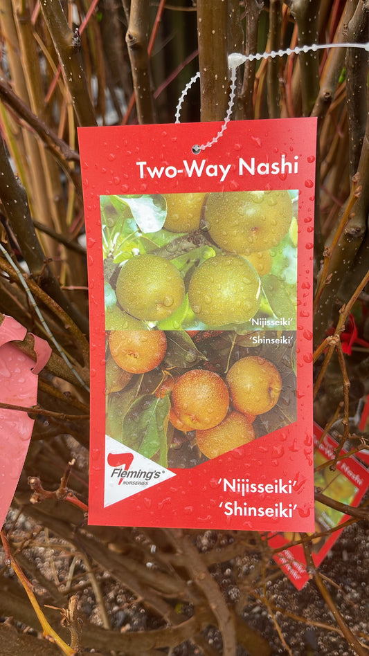 Nashi pear 2 way Nijisseiki / Shinseiki (Bare rooted)
