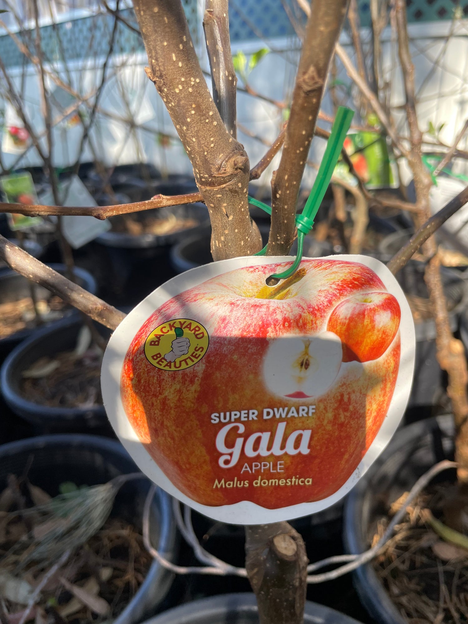 Super Dwarf Apple Gala (stone fruit)