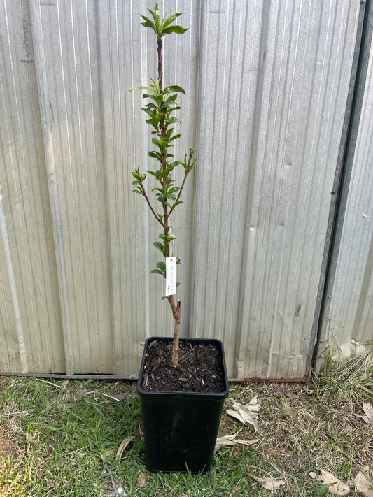Red Colmnar Peach