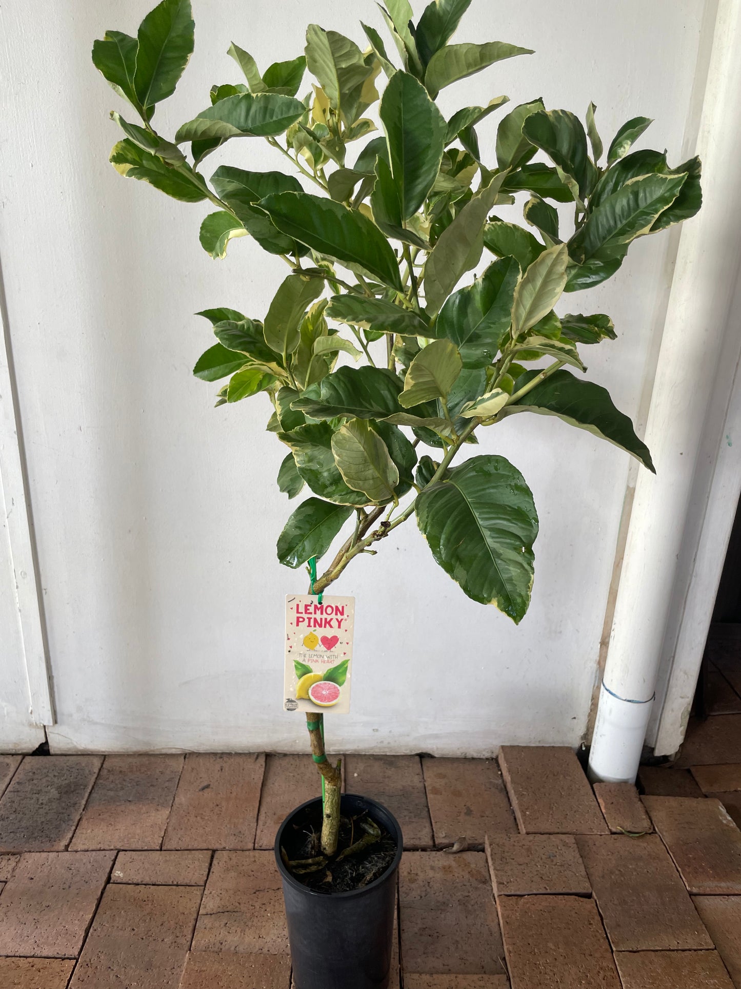 Variegated Pinky lemon tree [Citrus]
