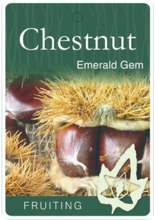 Grafted Chestnut Emerald Gem
