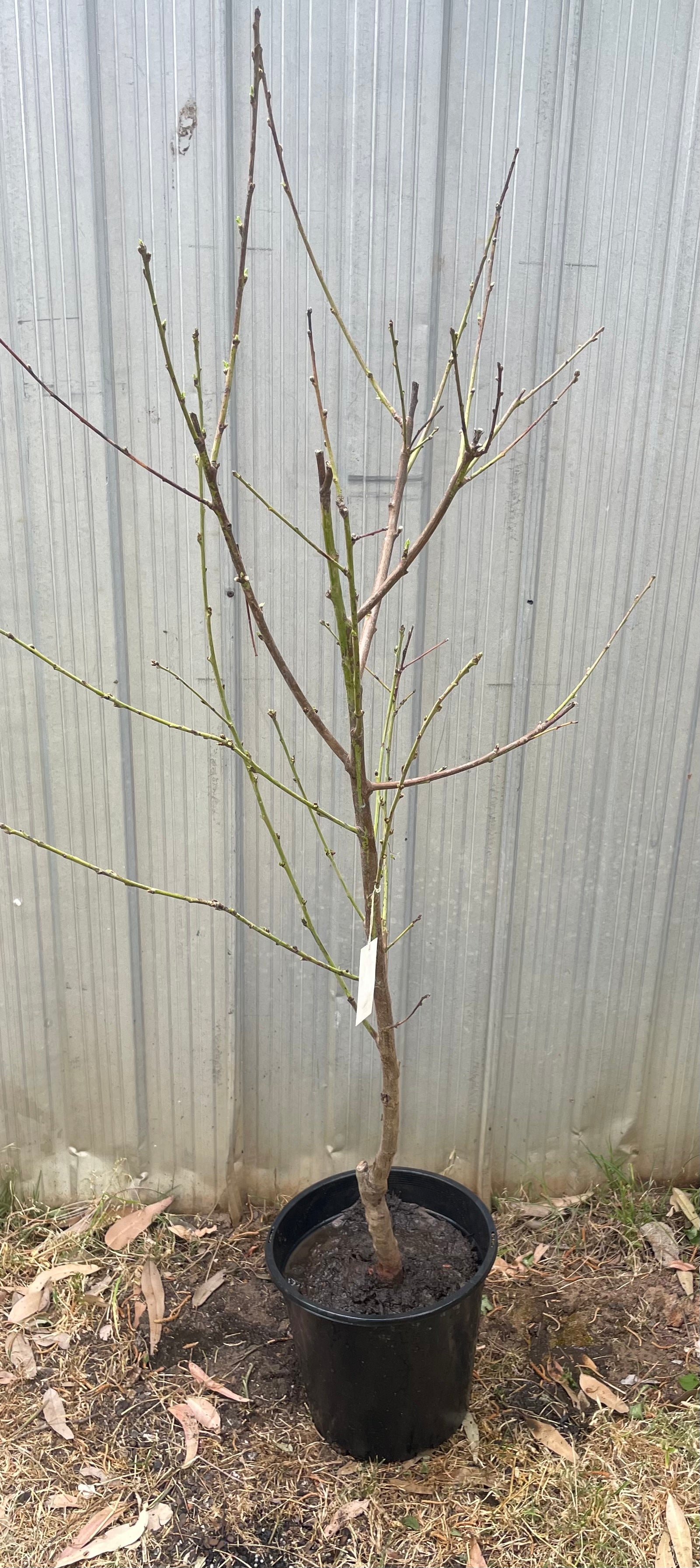 Peachcot tree