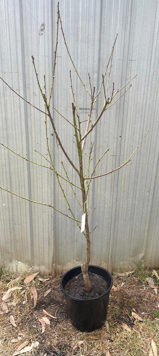 Peachcot tree