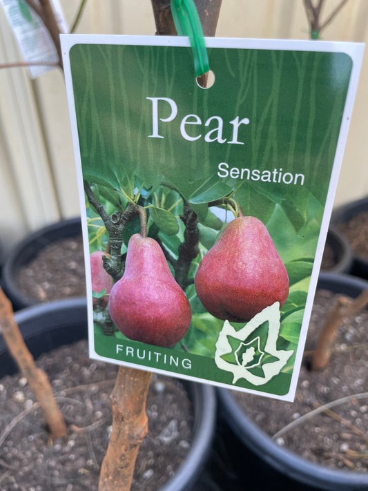 Pear red Sensation (pome fruit)