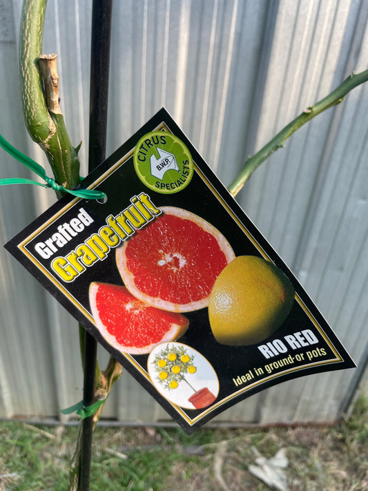 Grapefruit Rio Red (citrus)